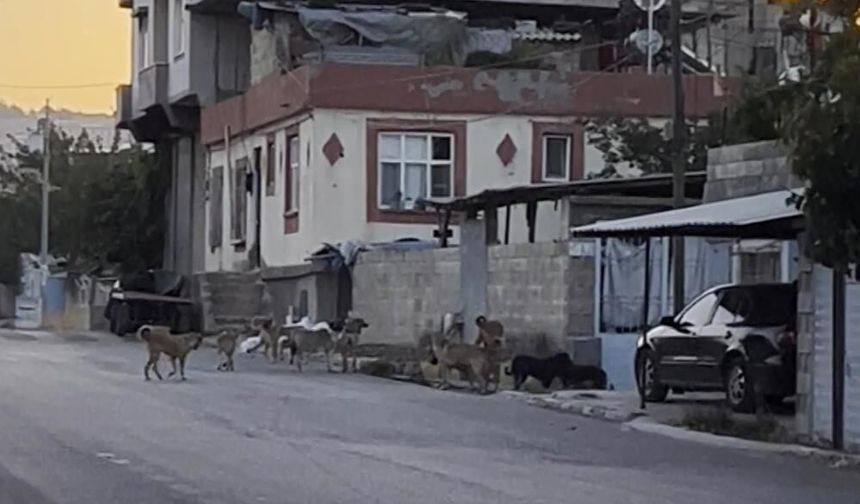 Gaziantep'te tedirgin eden görüntü