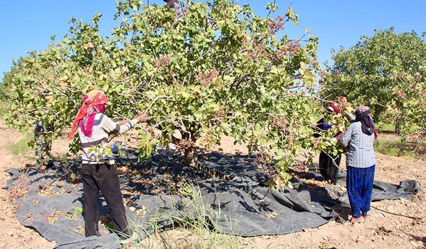 Gaziantep Karkamış’ta Fıstık Hasadının Ücretleri Açıklandı
