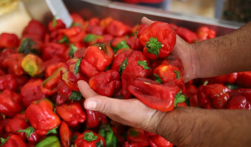 Gaziantep'te kışlık salça mesaisi başladı