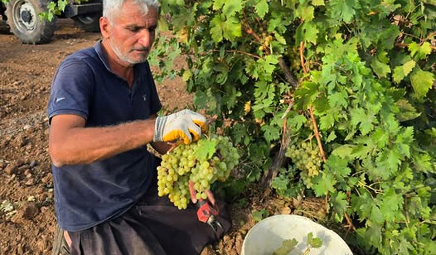 Araban’da gün pekmezi yapımına başlandı