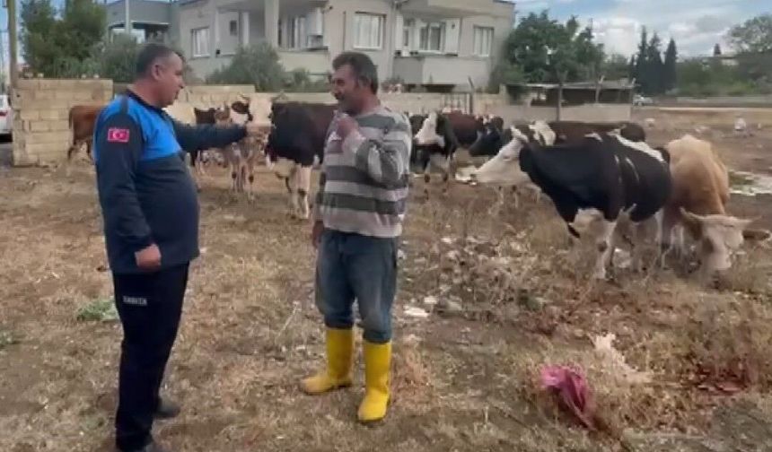 İslahiye’de Kaybolan 17 Büyükbaş Hayvan Bulundu