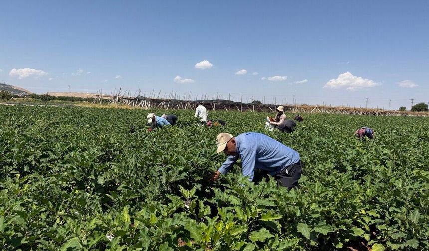 Gaziantep'te dolmalık patlıcan hasadı başladı