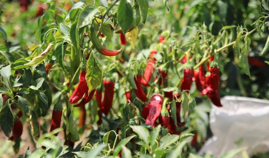 Gaziantep'te en acı hasat