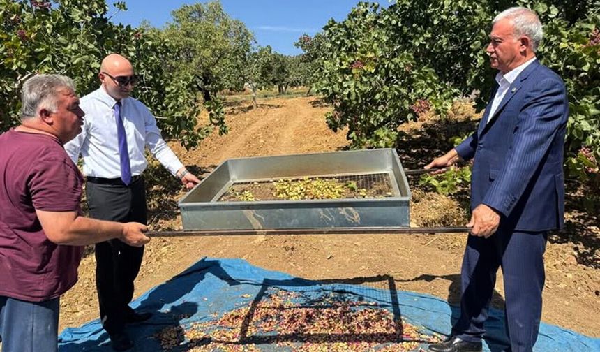 Araban'da Antep fıstığı hasadı başladı