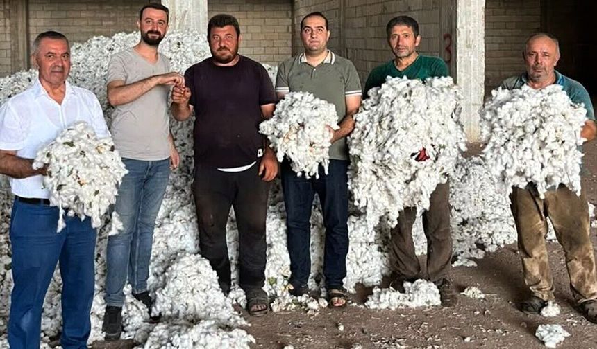 Araban Ovası’nda pamuk hasadı başladı