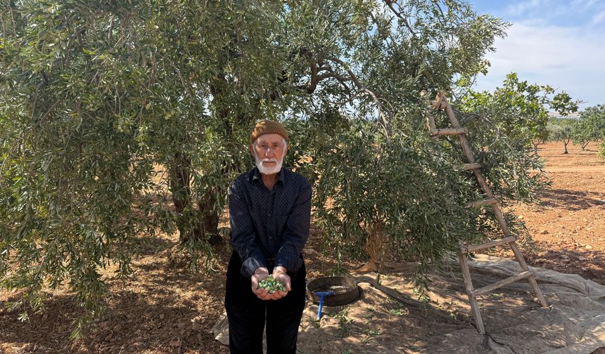 Gaziantep'te sofralık yeşil zeytin hasadı başladı