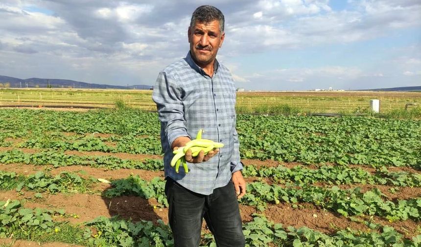 Araban Ovası'nda turşuluk acura yoğun talep