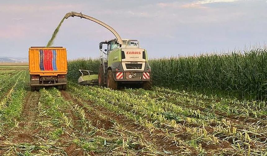 Araban Ovası’nda silajlık mısır hasadı başladı
