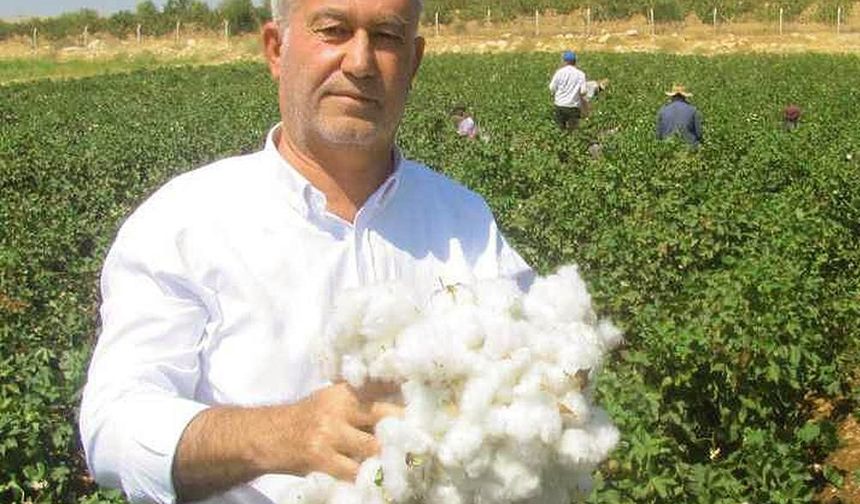 Araban ÇUKOBİRLİK 2026-2027 yılı pamuk alım fiyatlarını açıkladı