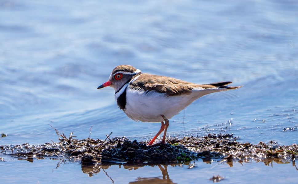 TÜRKİYE’DE İLK GAZİANTEP’TE GÖRÜNTÜLENDİ