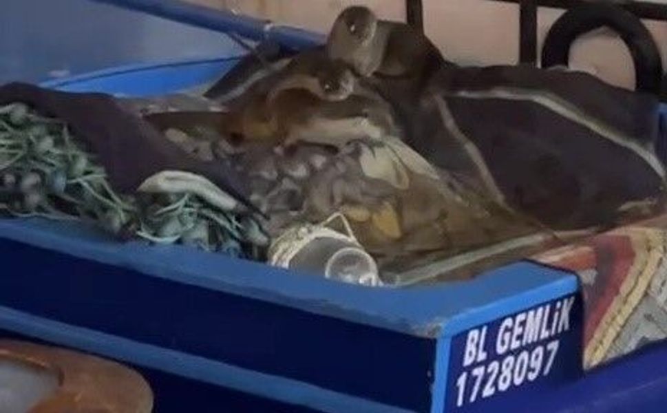 Aç kalan anne su samuru ve yavruları tekneye sığındı