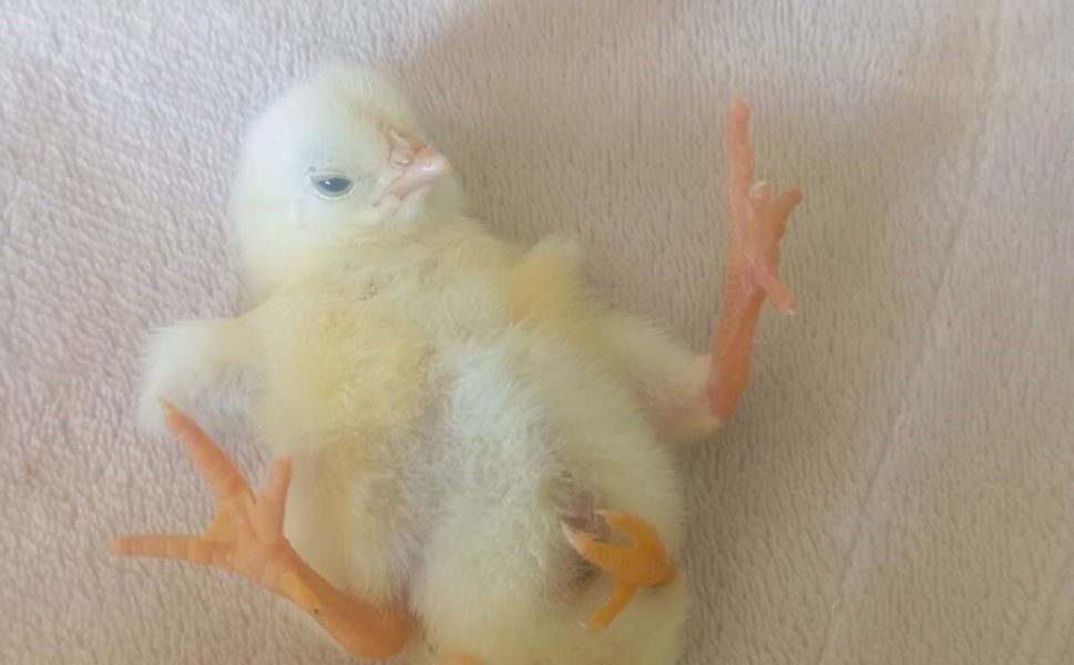 Dört ayaklı civciv görenleri şaşırttı