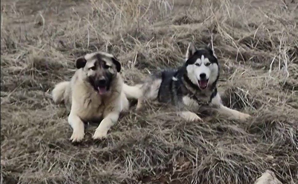 Yavru kangal gönlünü Sibirya kurduna kaptırdı