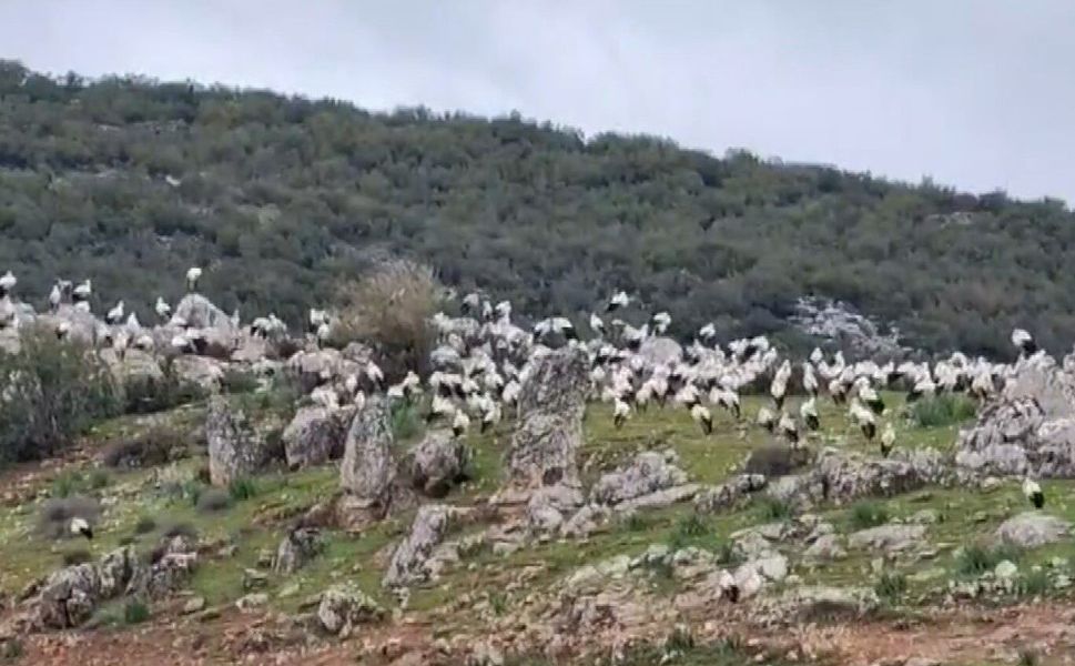 Gaziantep'e leylek akını