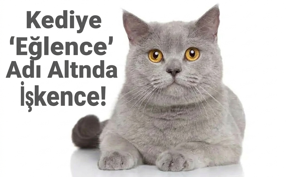 Kediye "Eğlence" Adı Altında İşkence!