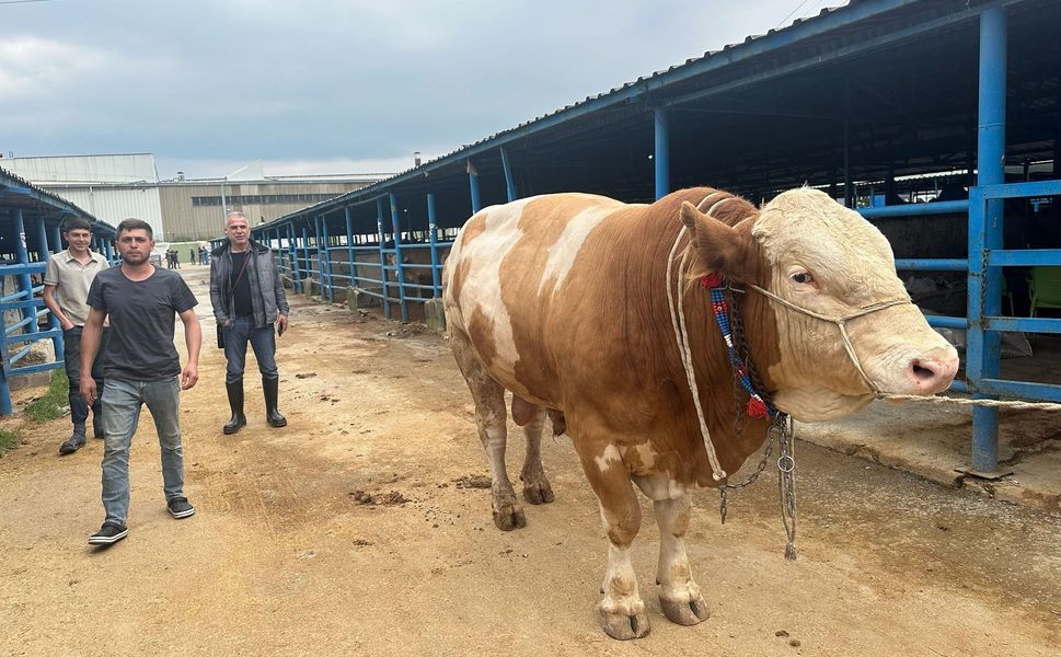 Kurbanlık şampiyonu görücüye çıktı: Tam 1,2 ton
