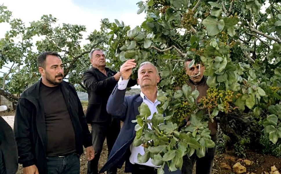 Altun, dolu yağışlarının ardından fıstık bahçelerini gezdi