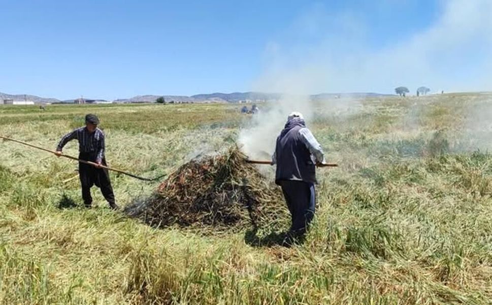 Araban Ovası'nda firik ütümü sezonu başladı