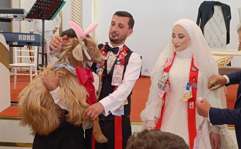 Düğünde altın değil keçi takıldı