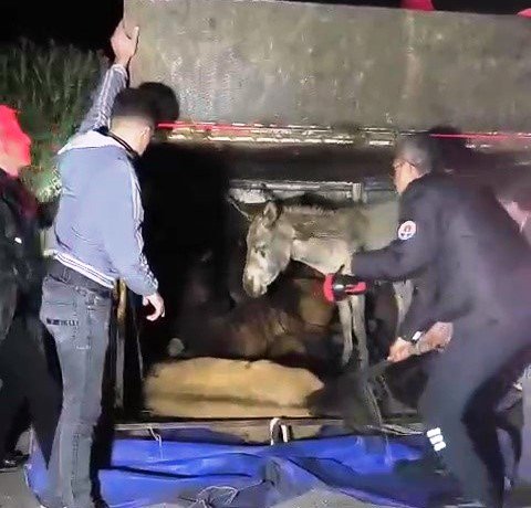 Kasası eşek dolu kamyonet yola devrildi