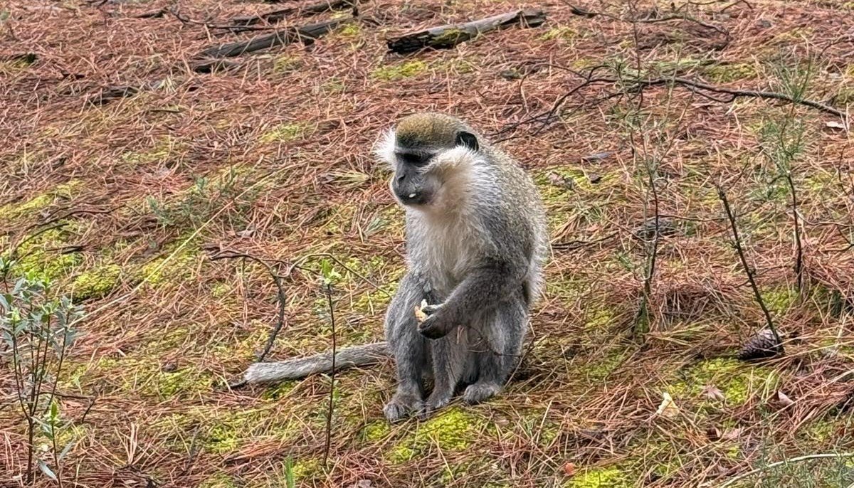 Mantar aramak için çıktığı doğada maymun buldu