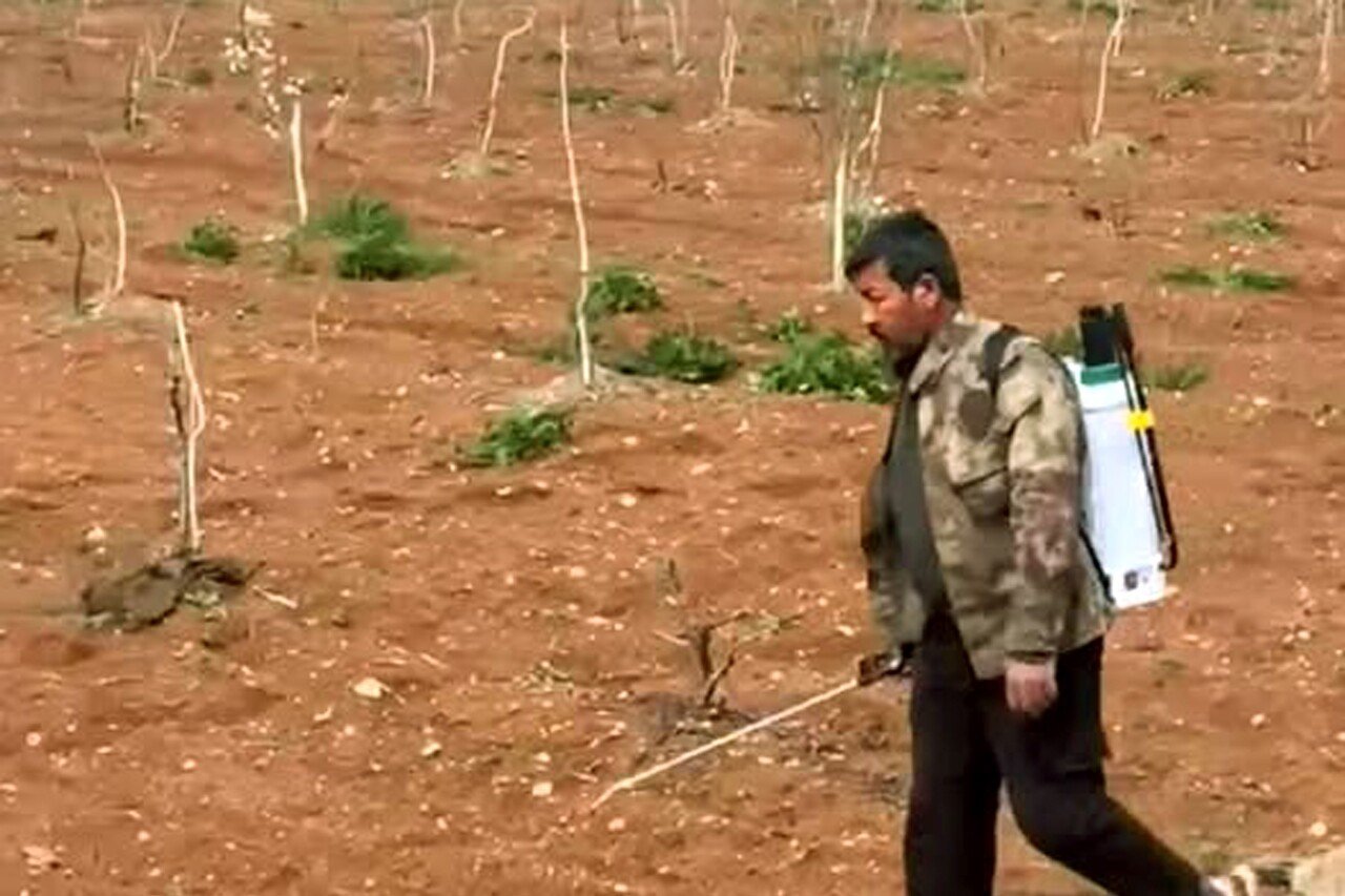 Araban’da Fıstık Bahçelerinde Yoğun Mesai