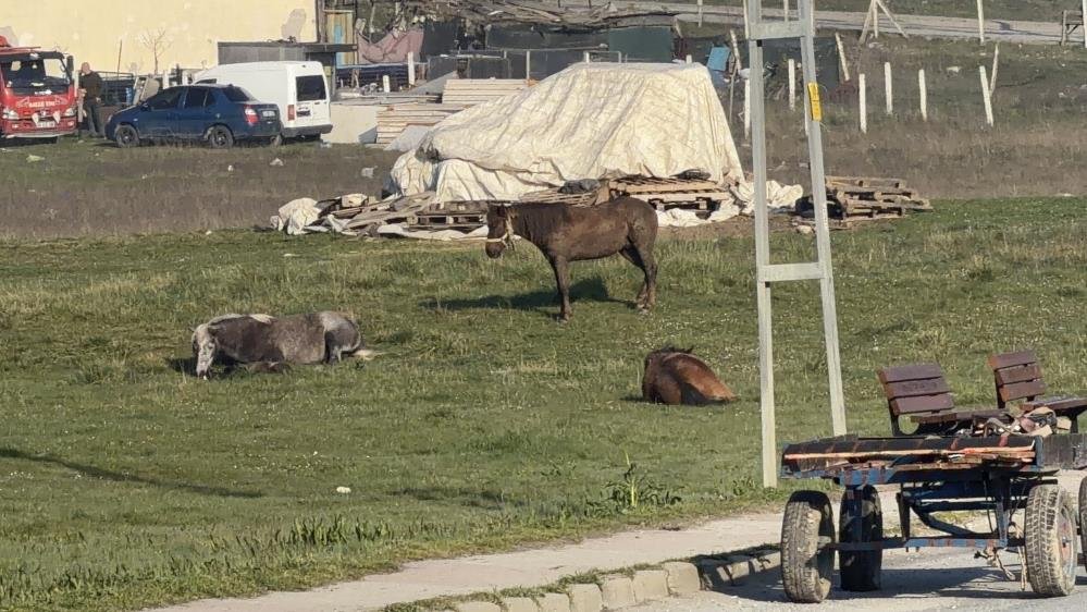 Arnavutköy’de başıboş at otomobillere çarptı