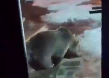 Ayı ailesi kamerada...Ani hareket paniğe neden oldu