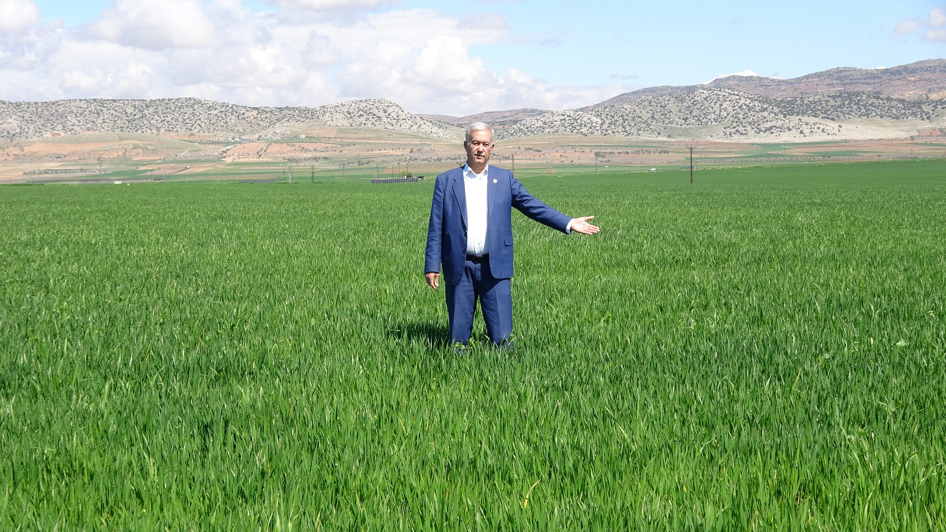 Yağışlar buğday üreticisinin yüzünü güldürdü