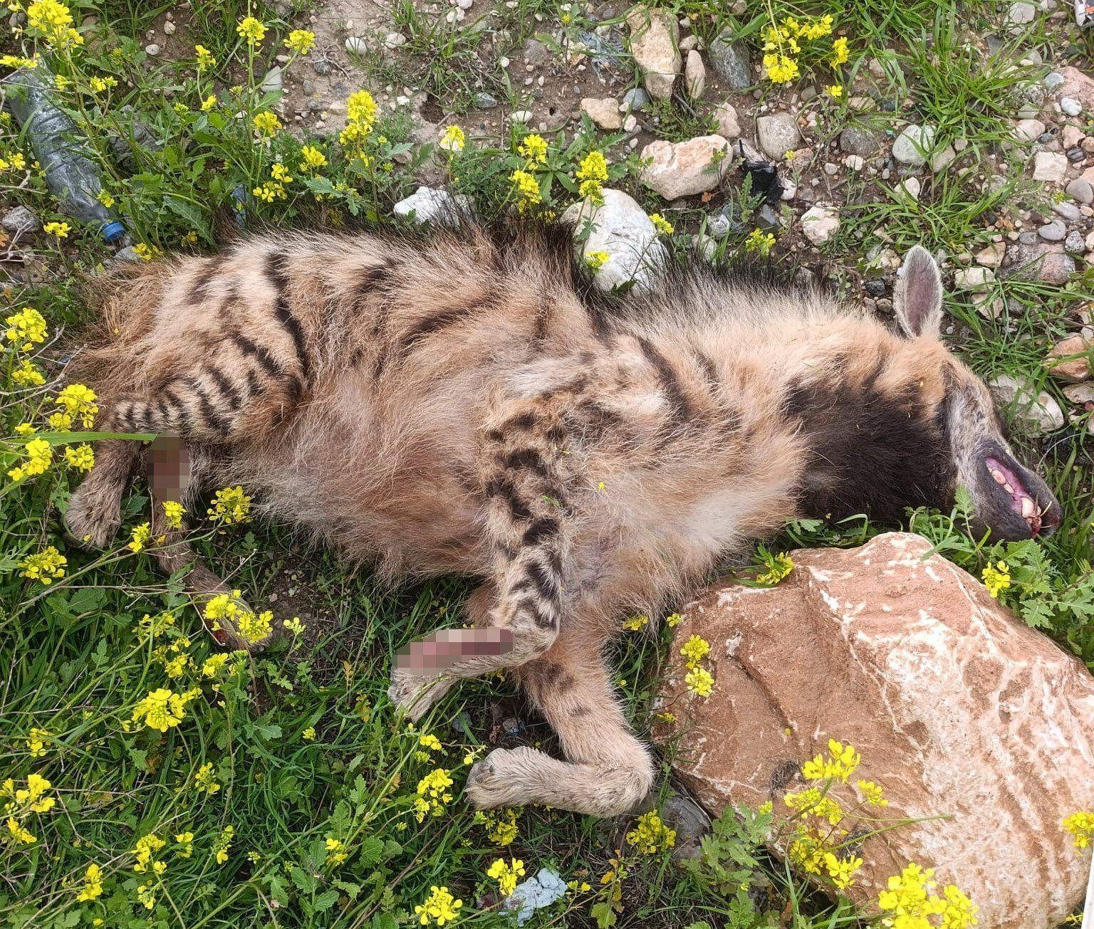 Aracın çarptığı sırtlan telef oldu