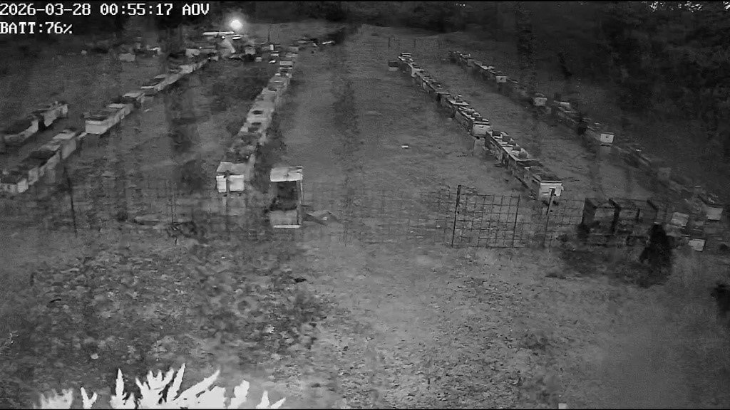 Bursa'da arı kovanlarına ayı saldırısı