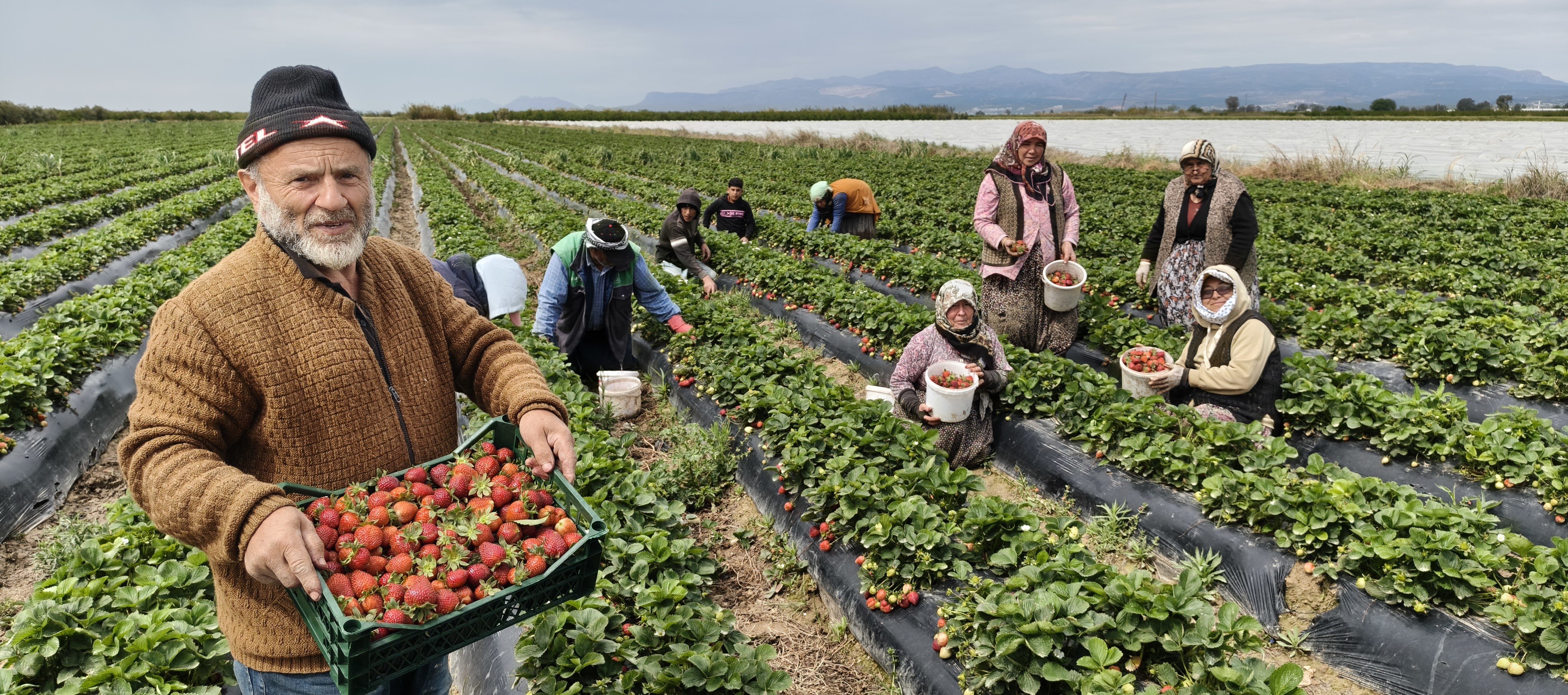 Mersin'de açıkta çilek hasadı başladı