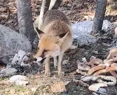 Bursa'da ilginç görüntüler