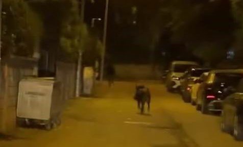 Domuz yayaya çarpıp yaraladı, trafiğin altını üstüne getirdi