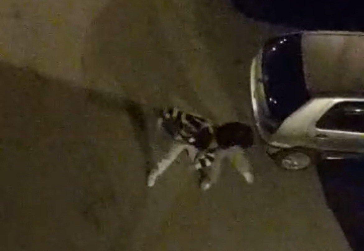 Sokak ortasında boks ringlerini aratmayan kavga kamerada