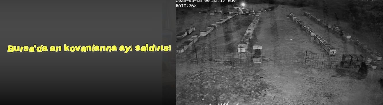 Bursa'da arı kovanlarına ayı saldırısı