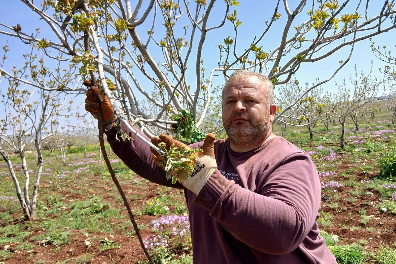 Araban’da fıstık üreticileri tırtıl’la mücadele çalışması başlattı