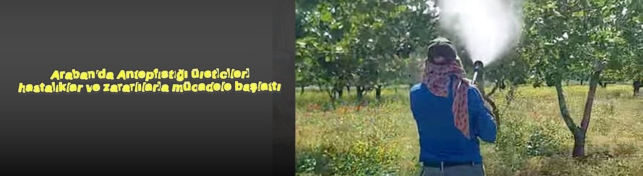 Araban'da Antepfıstığı üreticileri hastalıklar ve zararlılarla mücadele başlattı