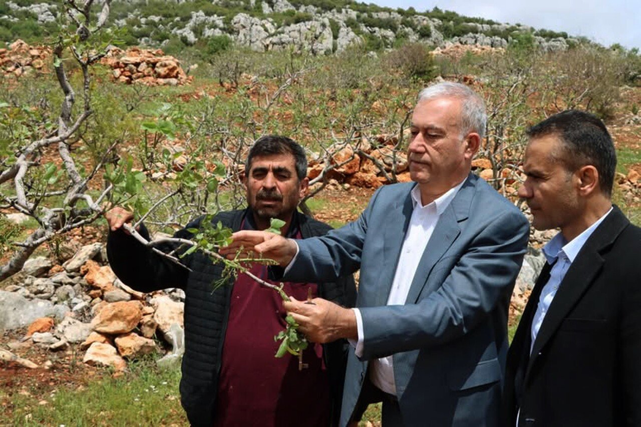 Araban'da 'süper hücre' fırtınası fıstık bahçelerine zarar verdi
