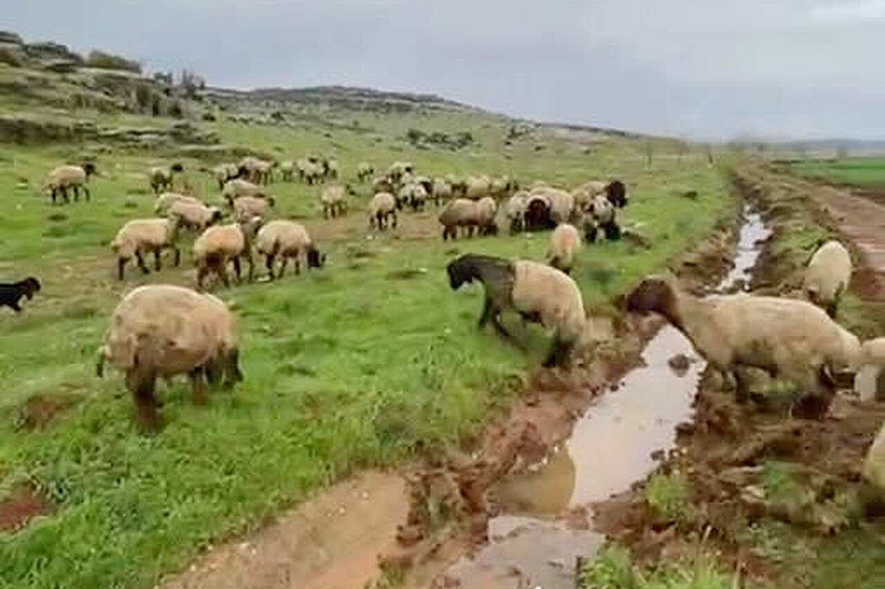 Araban'da kurbanlıklar satışa hazır