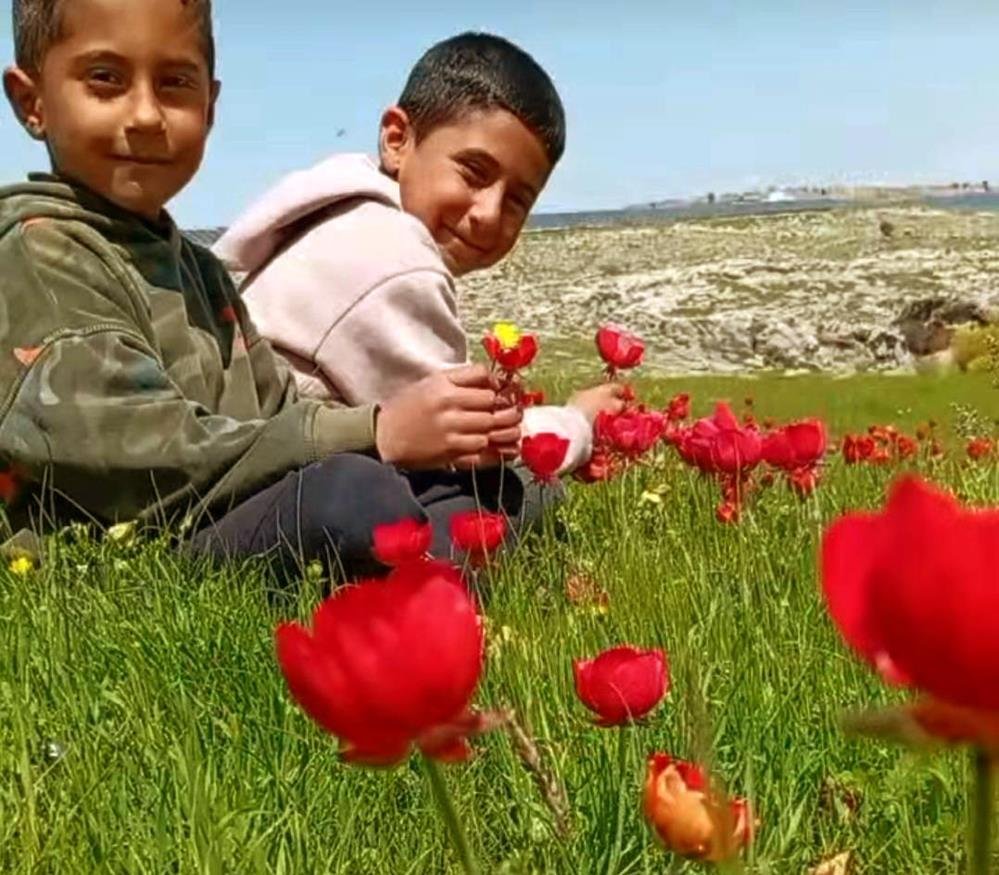 Araban Ovası’na bahar geldi