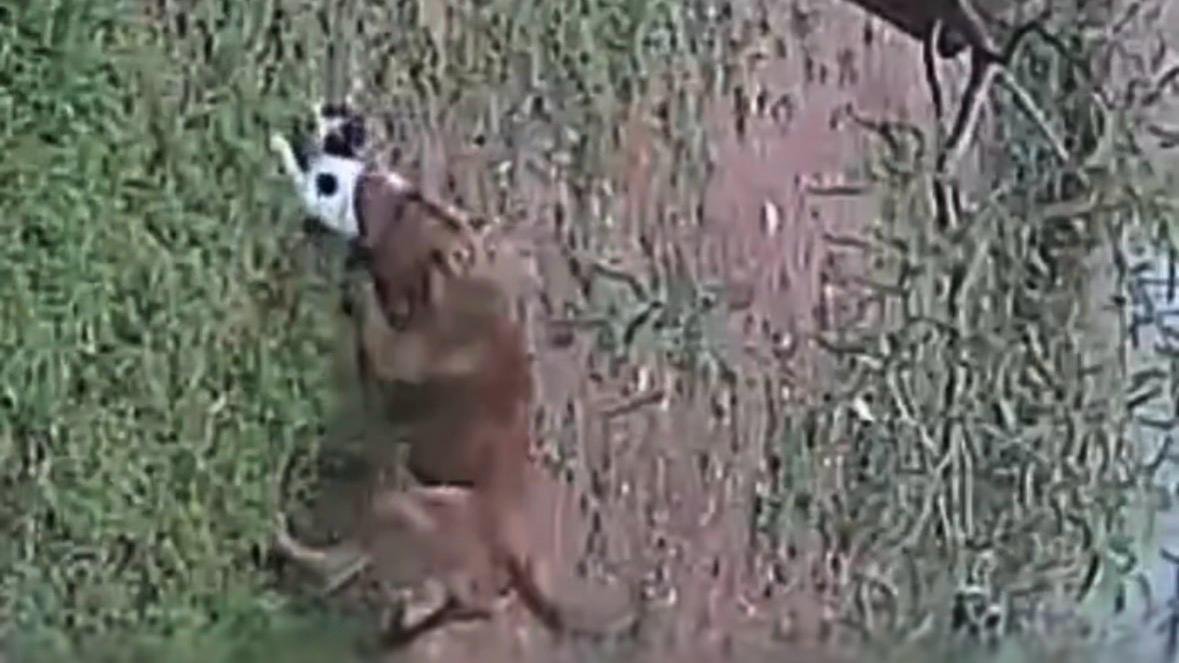 Gaziantep’te Parkta Serbest Bırakılan Pitbull Kediyi Parçaladı